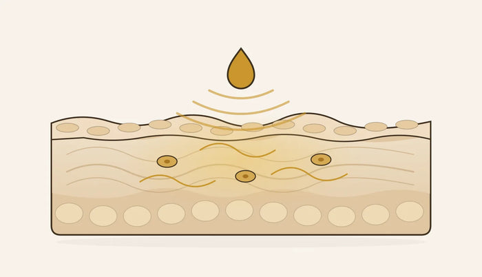Ilustración del paso Activa