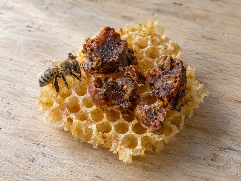 Trozos de propóleo sobre un panal con una abeja