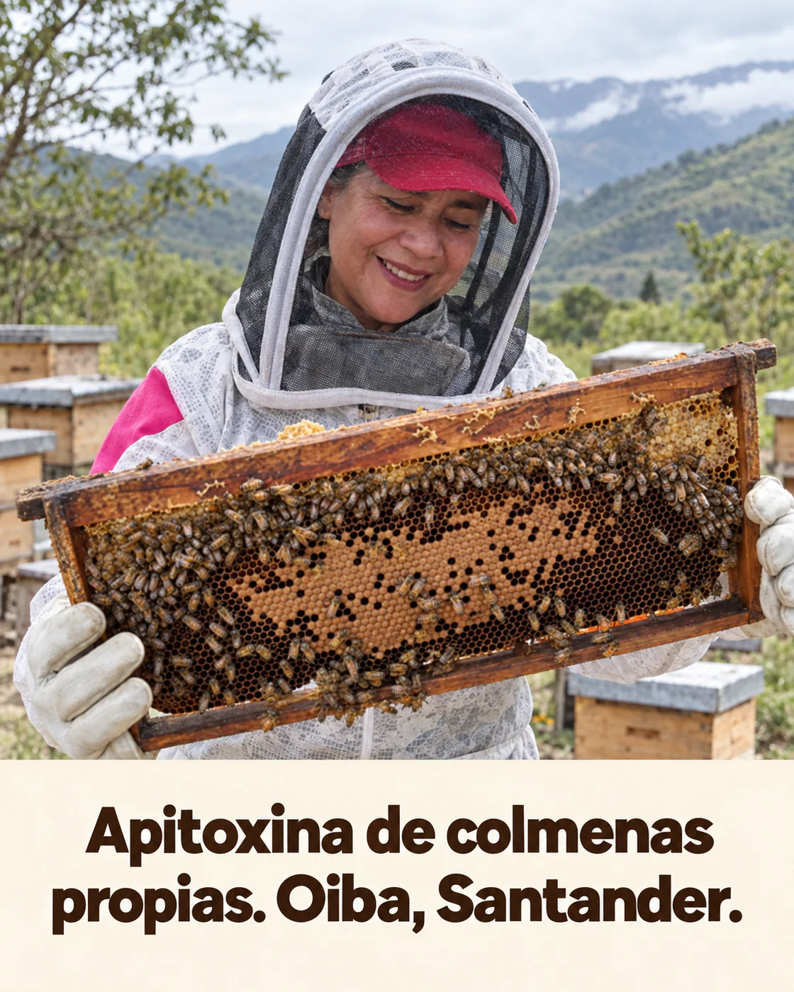 Apicultora revisando un panal en Santander